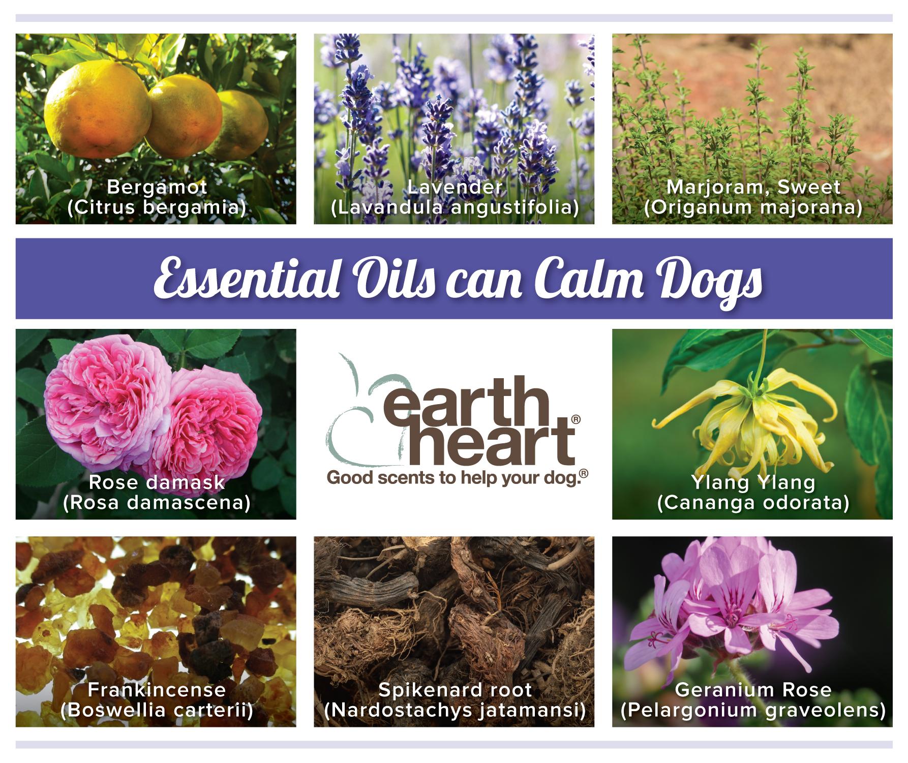 Aromatherapy store for dogs